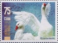 Geese (Anser Domesticus)