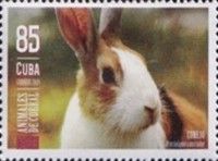 European Rabbit (Oryctolagus cuniculus)