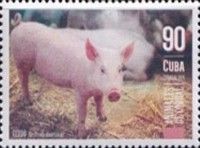 Pig (Sus scrofa domesticus)