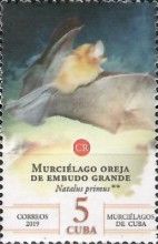 Cuban Greater Funnel-eared Bat (Natalus primus)