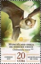 Cuban Lesser Funnel-eared Bat (Chilonatalus macer)