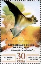 Little Goblin Bat (Mormopterus minutus)