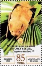 Cuban Yellow Bat (Dasypterus insularis)