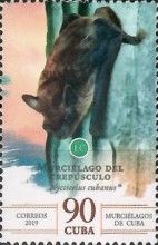 Cuban Evening Bat (Nycticeius cubanus)