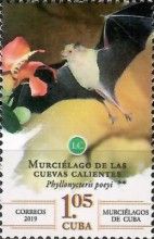 Cuban Flower Bat (Phyllonycteris poeyi)