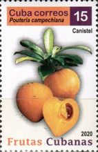 Canistel