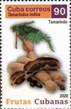 Tamarind