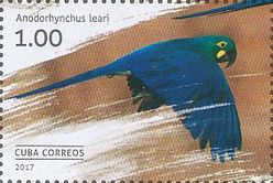 Lear's Macaw (Anodorhynchus leari)