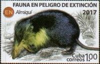 Cuban Solenodon (Atopogale cubana)