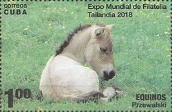 Przewalski's Horse (Equus ferus przewalskii)