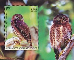 Cuban Pygmy-Owl (Glaucidium siju)