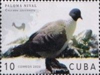 Snow Pigeon (Columba leuconota)