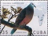 Lemon Dove (Columba larvata)