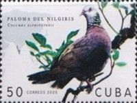 Nilgiri Wood Pigeon (Columba elphinstonii)
