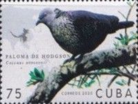 Speckled Wood Pigeon (Columba hodgsonii)