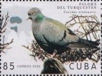 Yellow-eyed Pigeon (Columba eversmanni)