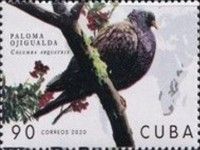 Rameron Pigeon (Columba arquatrix)