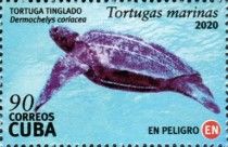 Leatherback sea turtle (Dermochelys coriacea)