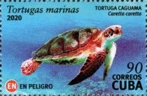 Loggerhead sea turtle (Caretta caretta)