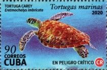 Hawksbill sea turtle (Eretmochelys imbricata)
