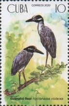 Yellow-crowned night heron (Nyctanassa violacea)