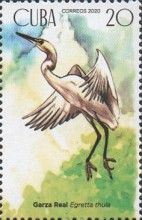 Snowy egret (Egretta thula)