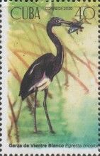Tricolored heron (Egretta tricolor)