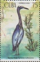 Reddish egret (Egretta rufescens)