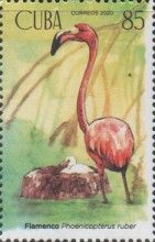 American flamingo (Phoenicopterus ruber)