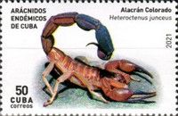 Red Scorpion (Heteroctenus junceus)