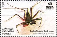 Paraphrynus robustus