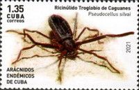 Pseudocellus silvai