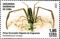 Antillobisium tomasi