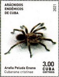 Cubanana cristinae