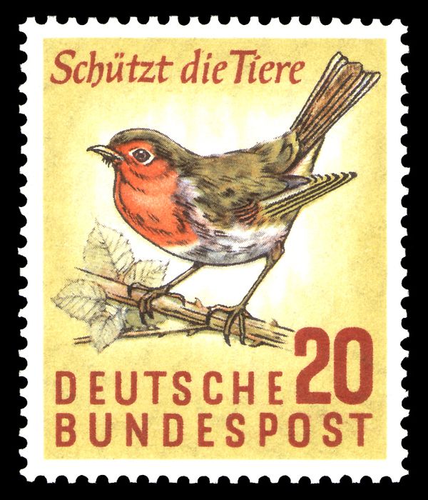 European Robin (Erithacus rubecula)