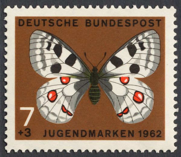 Apollo (Parnassius apollo)