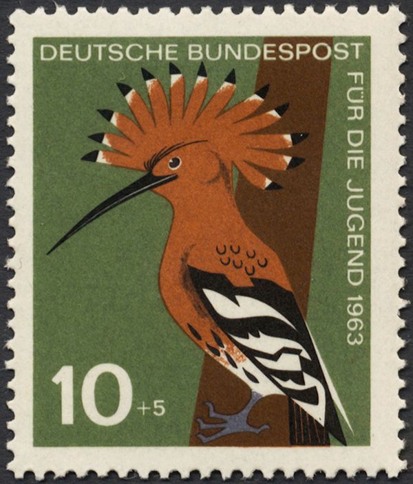Eurasian Hoopoe (Upupa epops)