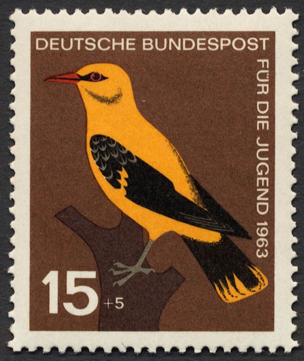 Golden Oriole (Oriolus oriolus)