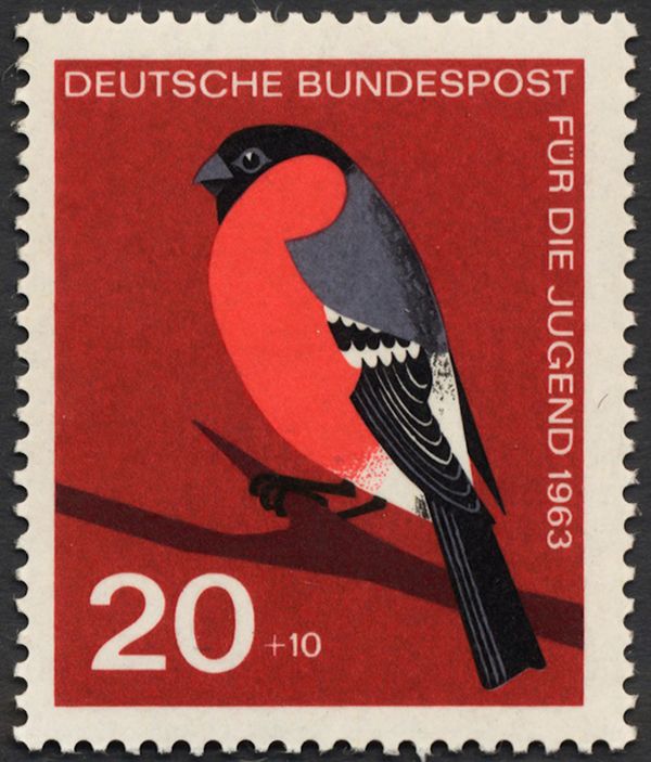Eurasian Bullfinch (Pyrrhula pyrrhula)