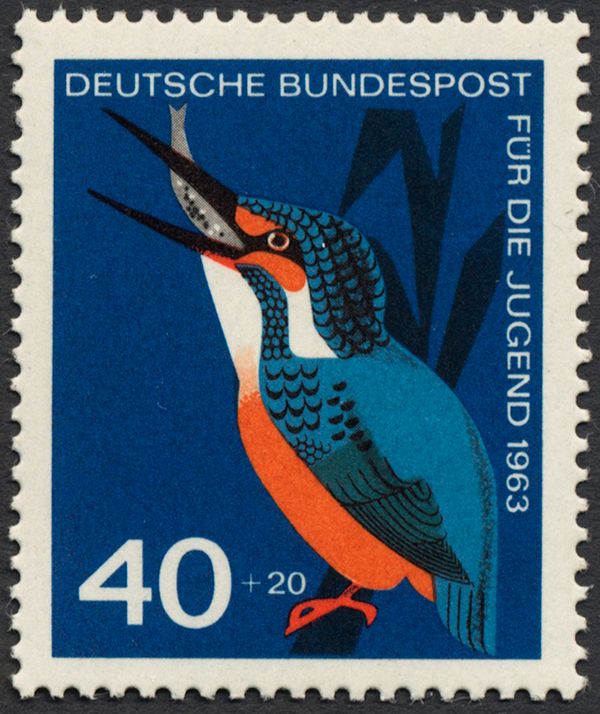 Common Kingfisher (Alcedo atthis)
