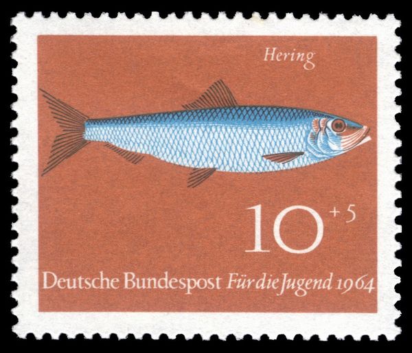 Atlantic Herring (Clupea harengus)