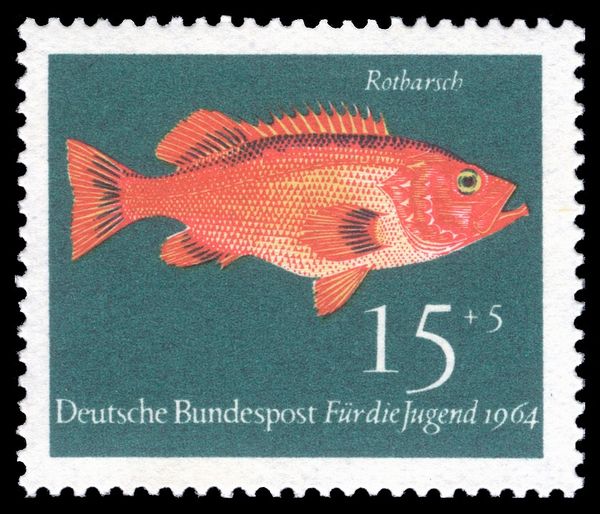 Norway Redfish (Sebastes viviparus)