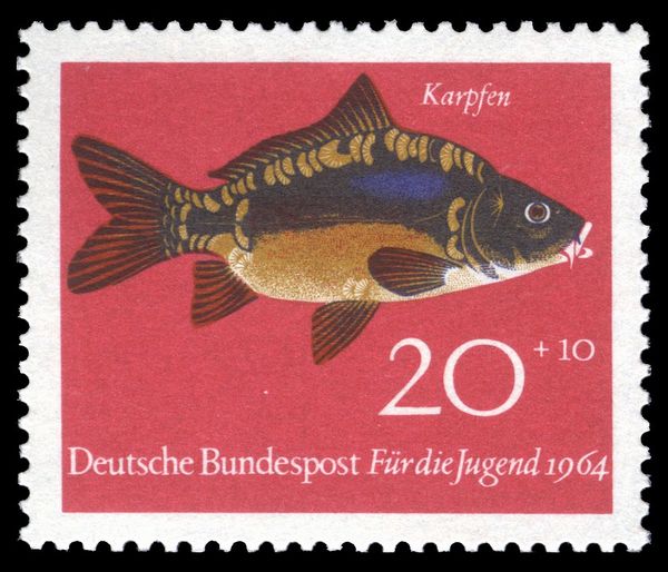 Common Carp (Cyprinus carpio)