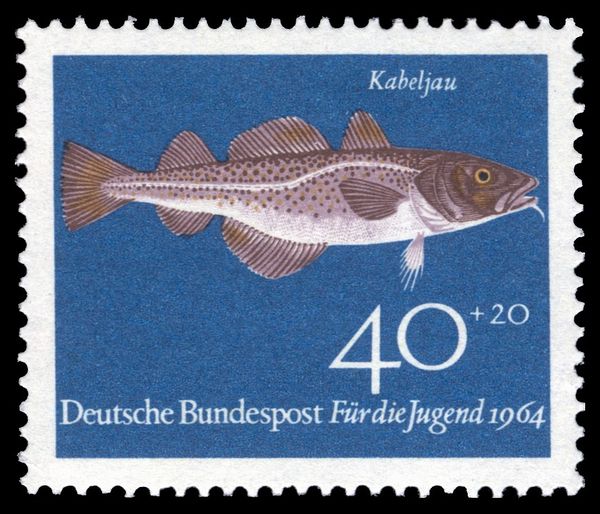 Atlantic Cod (Gadus morhua)