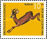 Western Roe Deer (Capreolus capreolus)