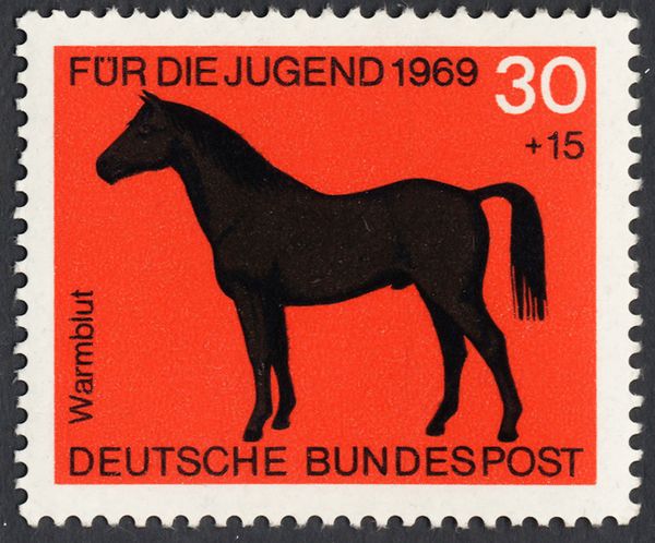 Saddle Horse