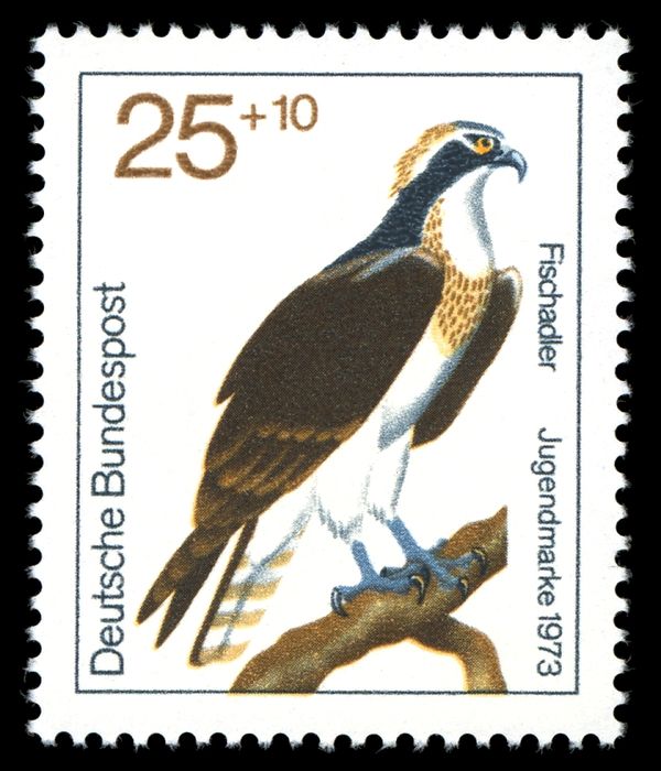 Osprey (Pandion haliaetus)