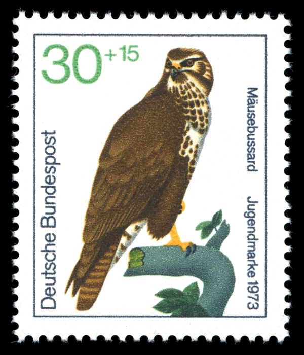 Common Buzzard (Buteo buteo)