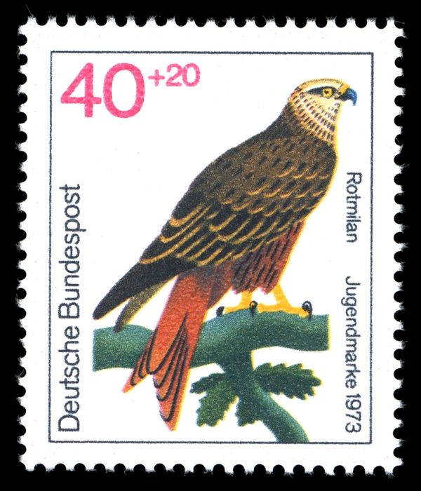 Red Kite (Milvus milvus)