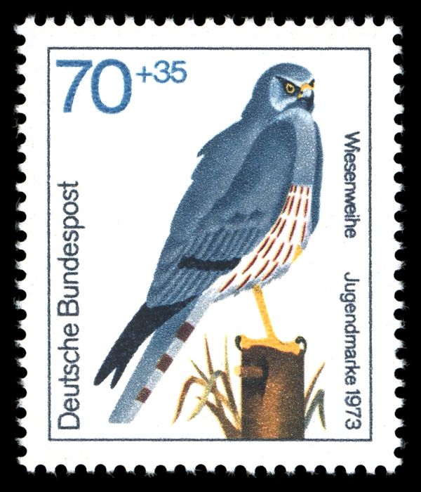Montagu's Harrier (Circus pygargus)